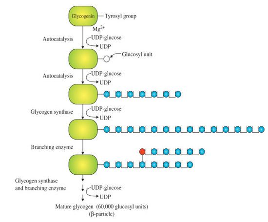 GLYCOGEN synthesis