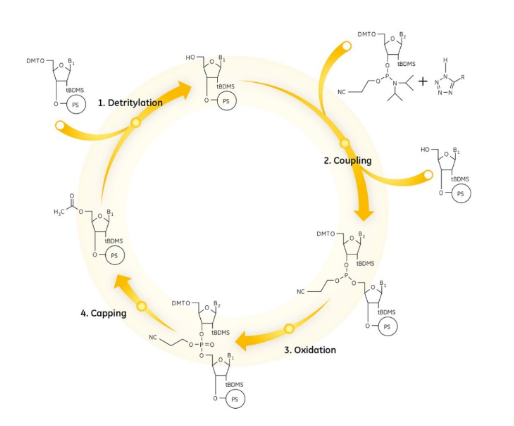 NUCLEIC ACID synthesis