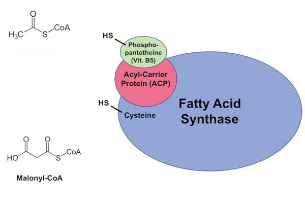 FattyAcid