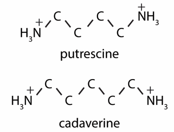 1,5-Diaminopentane