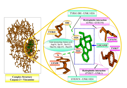 長春胺與caspase-3的相互作用