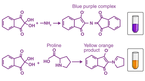 Colour results of Ninhydrin hydrate reaction