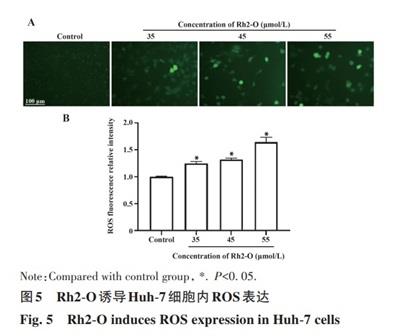 2',7'-二氯熒光素二乙酸酯的應(yīng)用-3.jpg