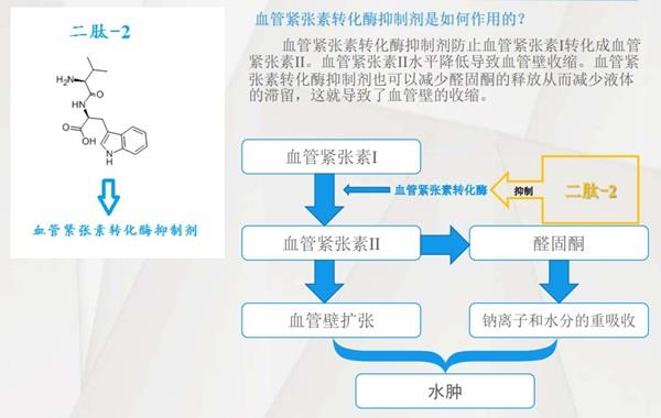 二肽-2的作用機(jī)制.jpg