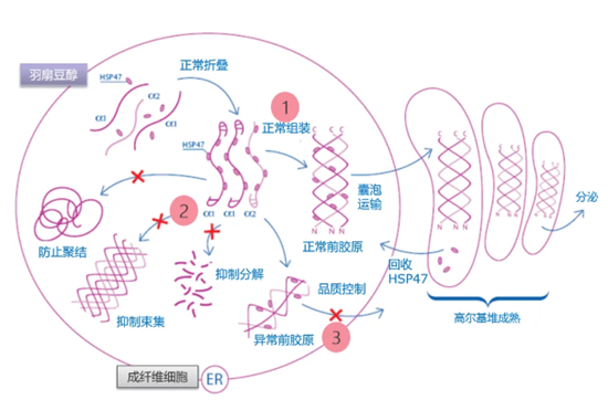 羽扇豆醇作用機(jī)制