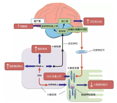 油酰單乙醇胺控制食欲和改善脂質(zhì)代謝的功能