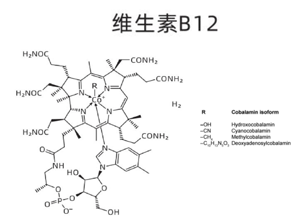 維生素 B12