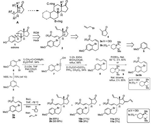 Enantioselective Total Synthesis of Estrone.jpg