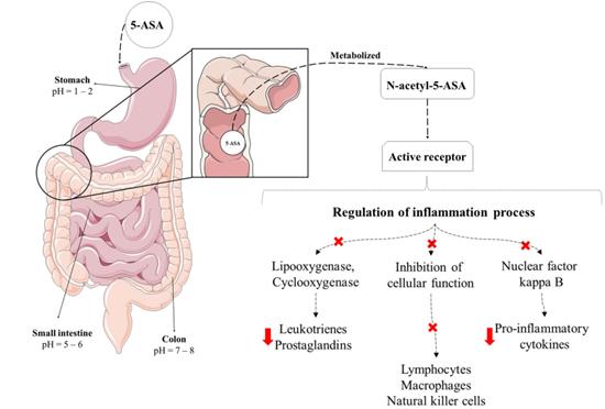 Figure 1. Schematic representation of the mechanism of action of 5-ASA.png