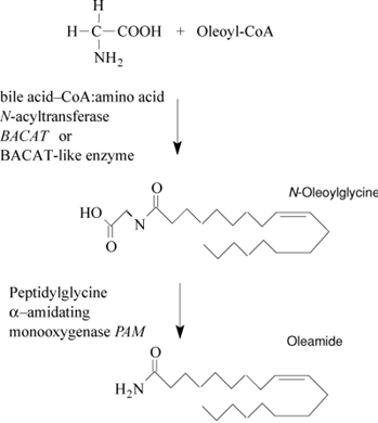 synthesis of Oleamide