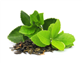 Tea Polyphenols