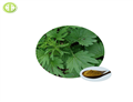 Aiye Leaf Extract