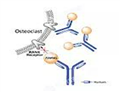 Bevacizumab