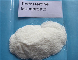 Testosterone Isocaproate