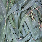 Eucalyptus globulus, ext.