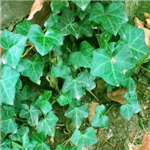 IVY EXTRACT