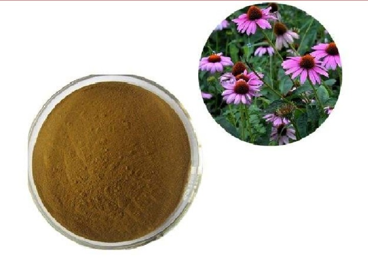 Echinacea Purpurea Extract