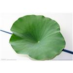 lotus leaf extact 