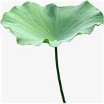 lotus leaf extact 