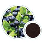 European Bilberry Extract