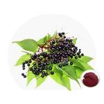 Elderberry Extract