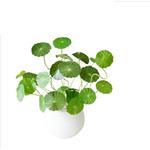 centella extract