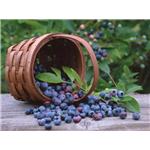 Blueberry Extract