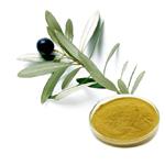 Olive Leaf Extract