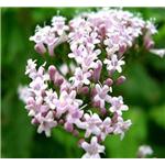 Valerian Extract