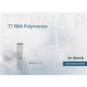 T7 RNA polymerase 