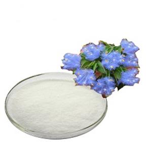 Cyanotis Vaga Extract