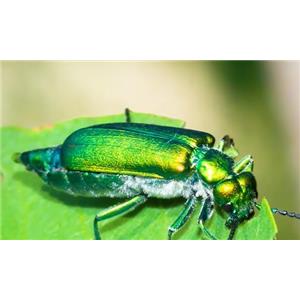 Blister beetle extract