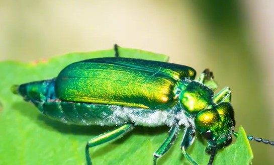 Blister beetle extract