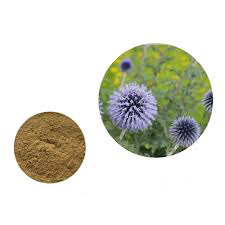 Echinops Sphaerocephalus Extract