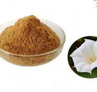 Flos Daturae Extract