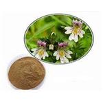 Eyebright Extract