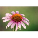 Echinacea Extract