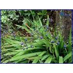 Dianella Ensifolia Extract