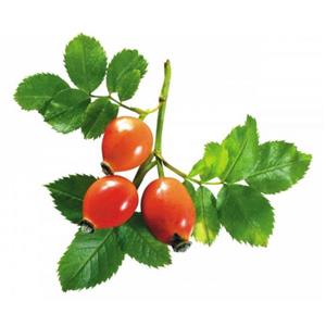 ROSE HIPS EXTRACT