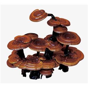 Ganoderma lucidum polysaccharides