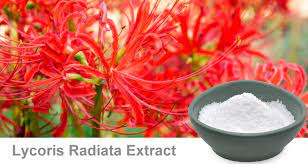 Lycoris Radiata Extract