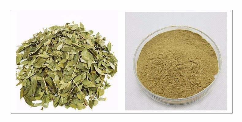 Buchu Leaf Extract