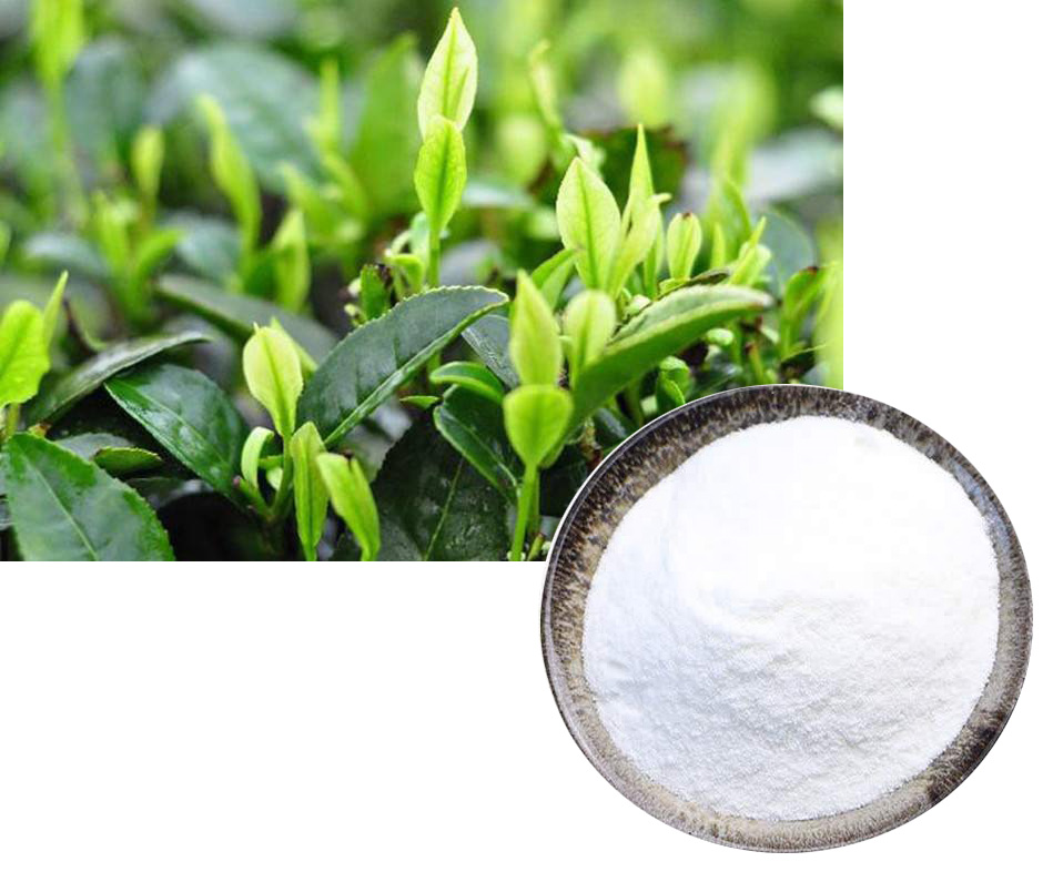 (-)-Epigallocatechin(EGC); Green tea extract