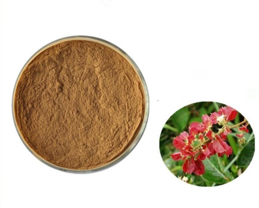 Kunming Mountain Begonia Extract Powder