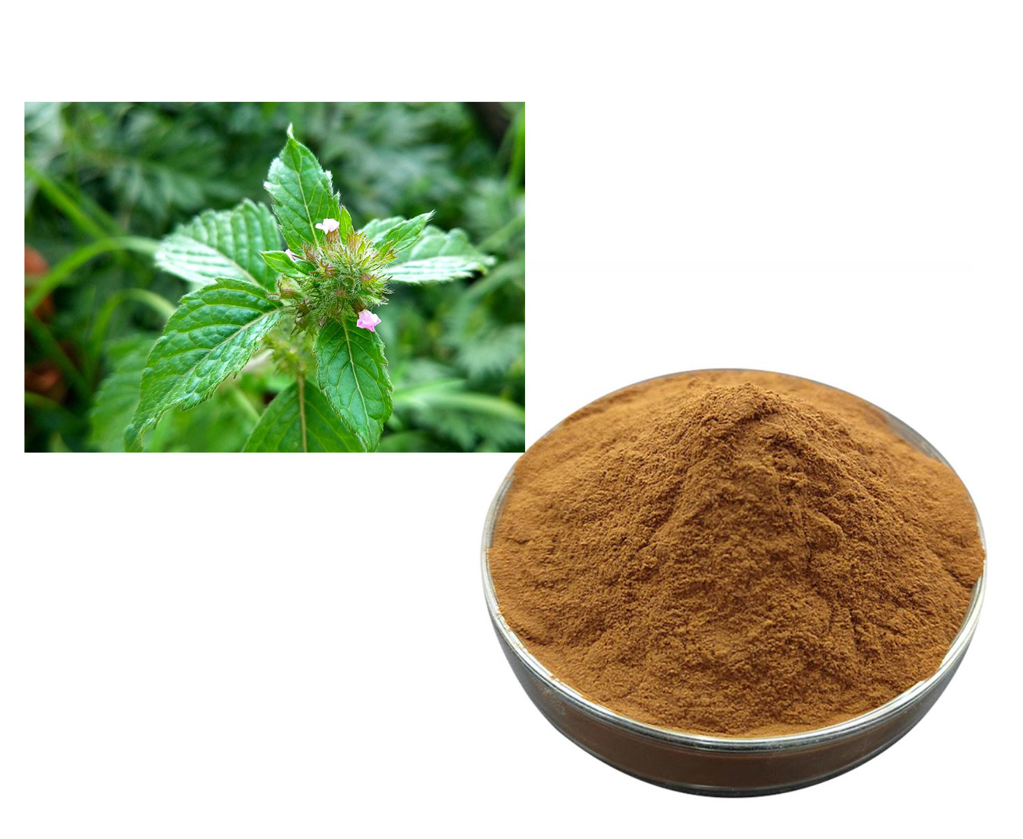 CLINODISIDE A;calamint extract