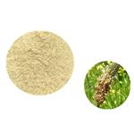 PSYLLIUM HUSK