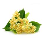 Tilia Flower Extract