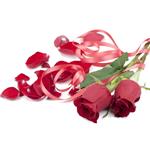 Rose Oil；Rose extract; Rose powder extract