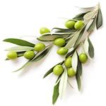 3,4-Dihydroxyphenylethanol; Olive leaf extract