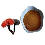 Ganoderma Extract 